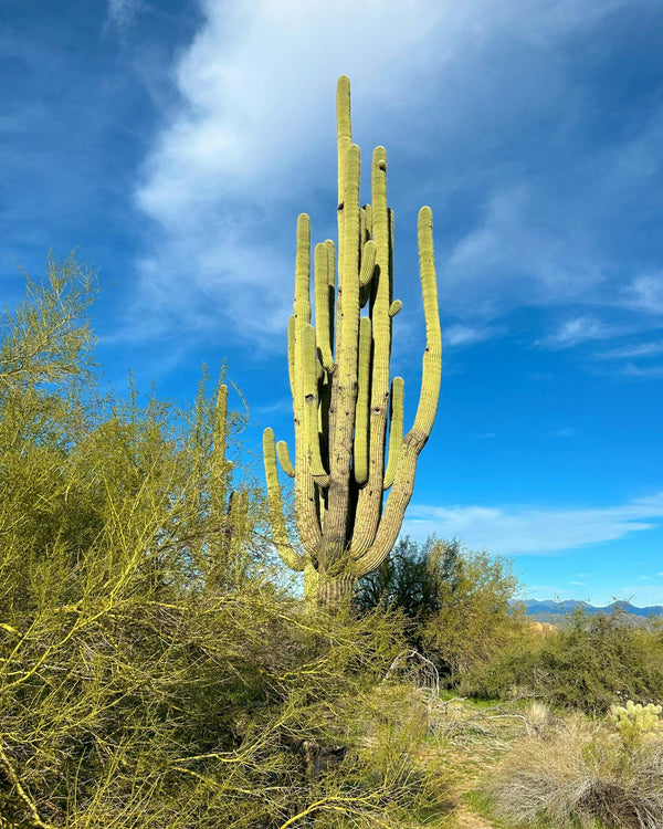 Scottsdale